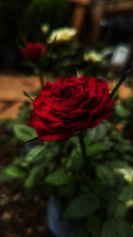 Make This Valentine's Unforgettable