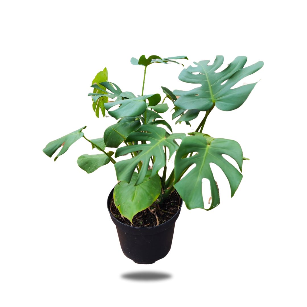 House Plants
